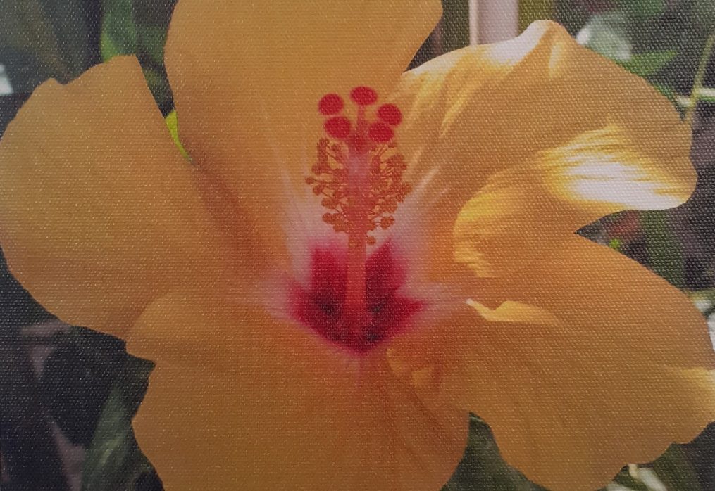 Sandra Cesca photography Yellow Hibiscus