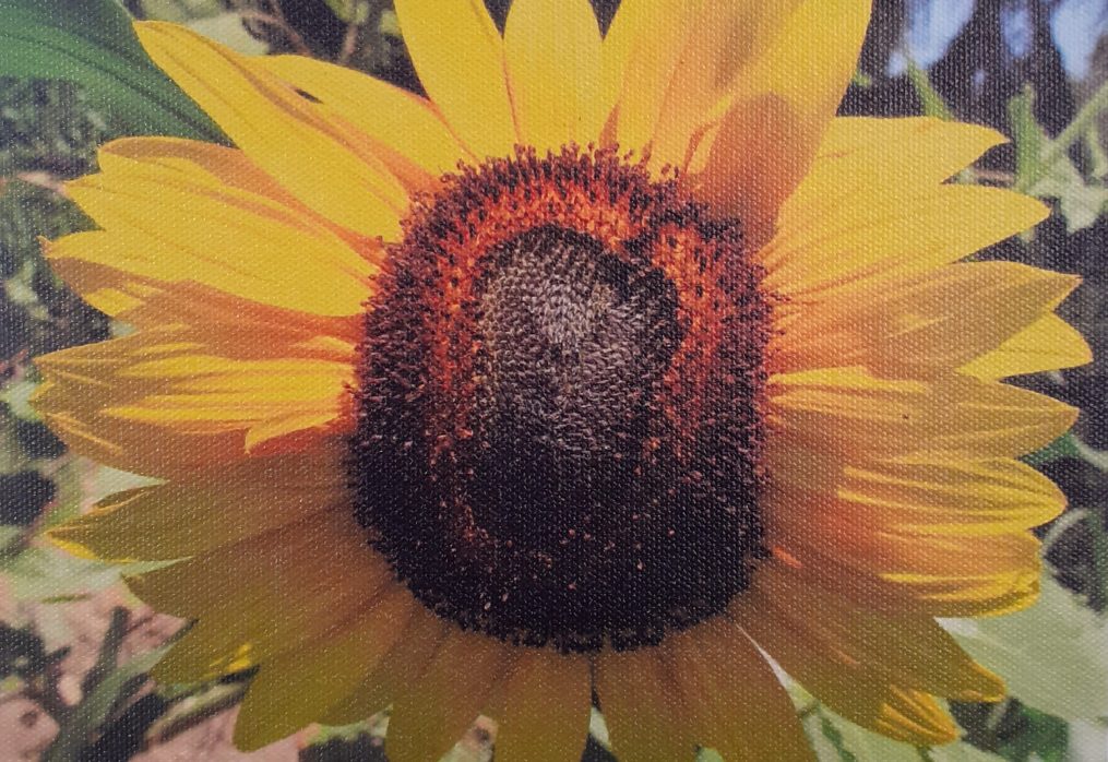 Sandra Cesca photography Yellow Sunflower