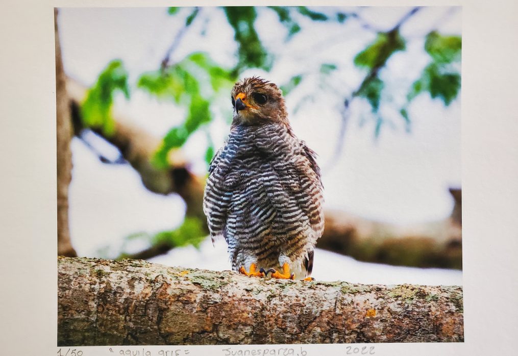 Juan José Esparza. Águila gris, Photography 1/50