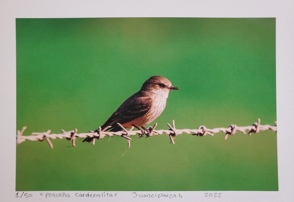 Juan José Esparza. Pequeña Cardenalita, Photography 1/50